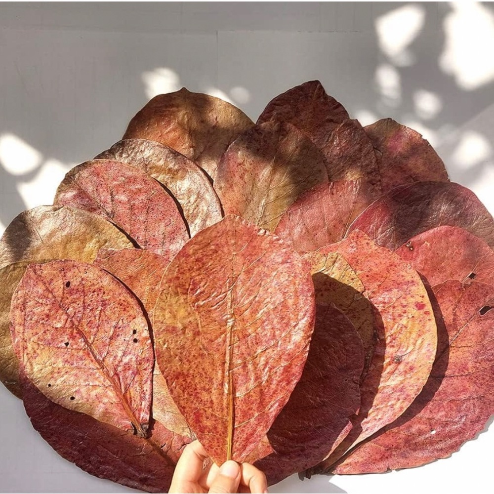 Premium Indian Almond Leave
